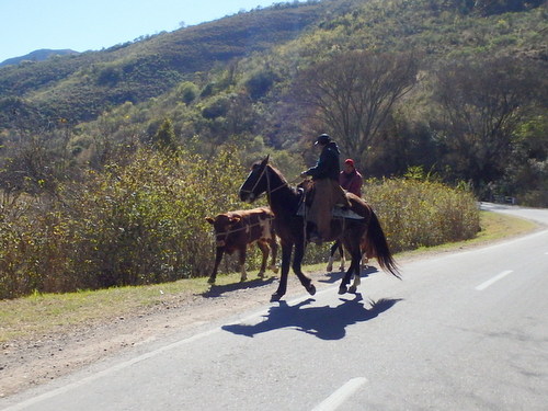 A Gaucho and his friend relocate a young cow or steer.